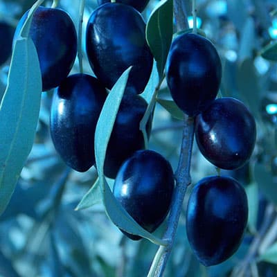 Fact About Olives Parafield Olives